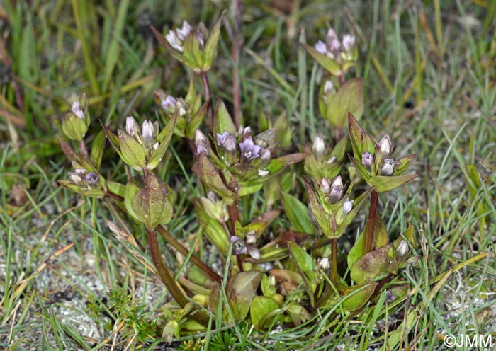 Gentianella aurea