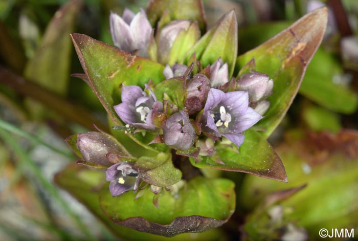 Gentianella aurea