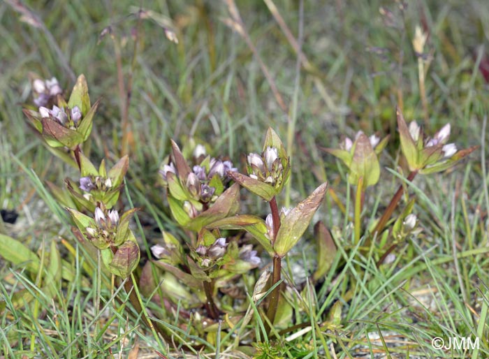 Gentianella aurea