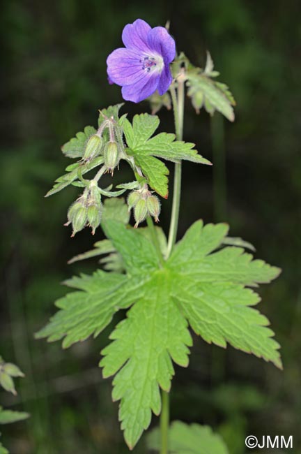 Geranium sylvaticum