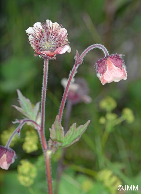 Geum rivale = Geum rivale subsp. islandicum