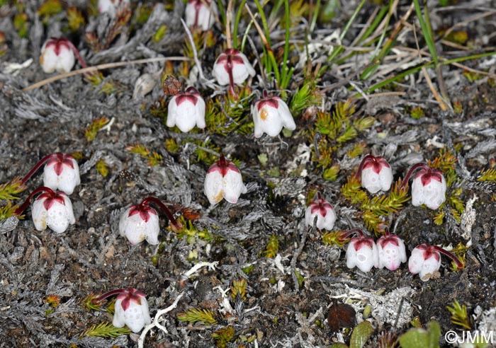 Harrimanella hypnoides = Cassiope hypnoides