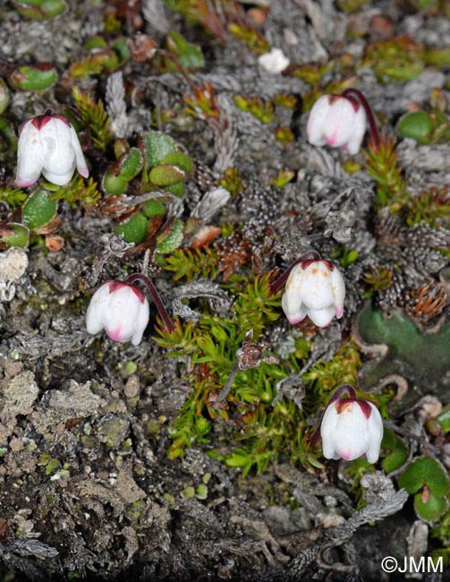 Harrimanella hypnoides = Cassiope hypnoides