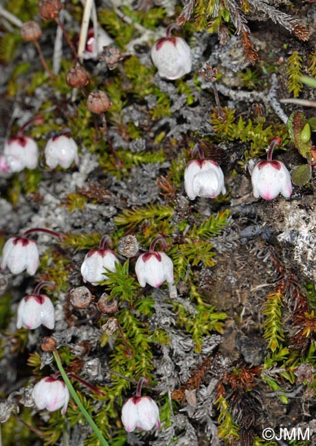 Harrimanella hypnoides = Cassiope hypnoides