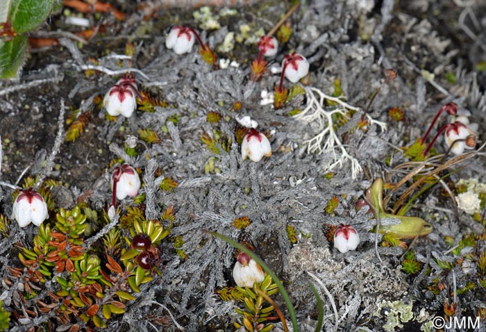 Harrimanella hypnoides = Cassiope hypnoides