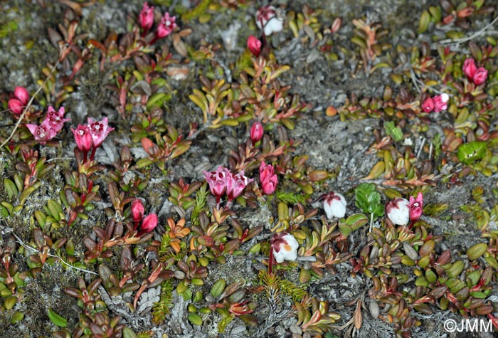 Harrimanella hypnoides et Loiseleuria procumbens