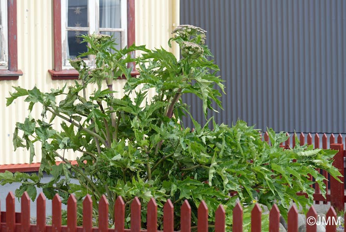 Heracleum mantegazzianum