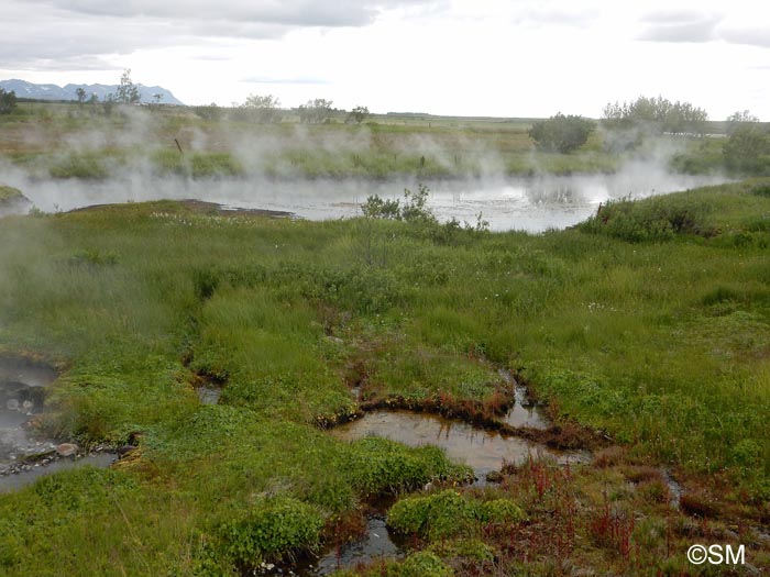 Hydrocotyle vulgaris