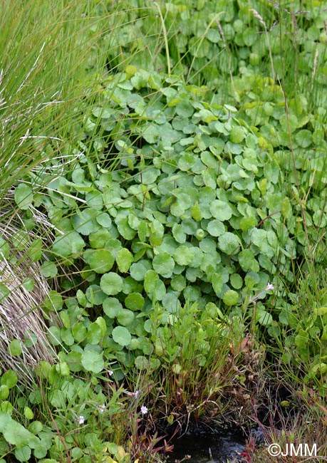 Hydrocotyle vulgaris