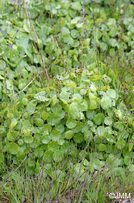 Hydrocotyle vulgaris