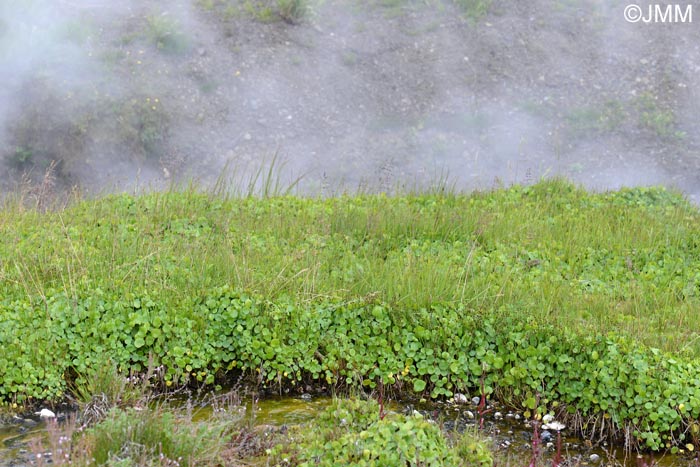 Hydrocotyle vulgaris