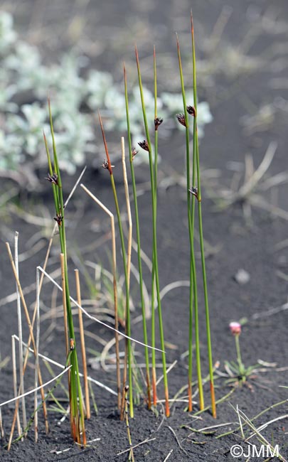 Juncus arcticus