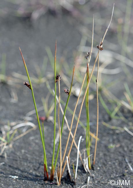 Juncus arcticus