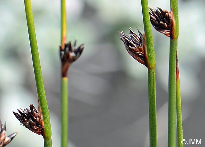 Juncus arcticus