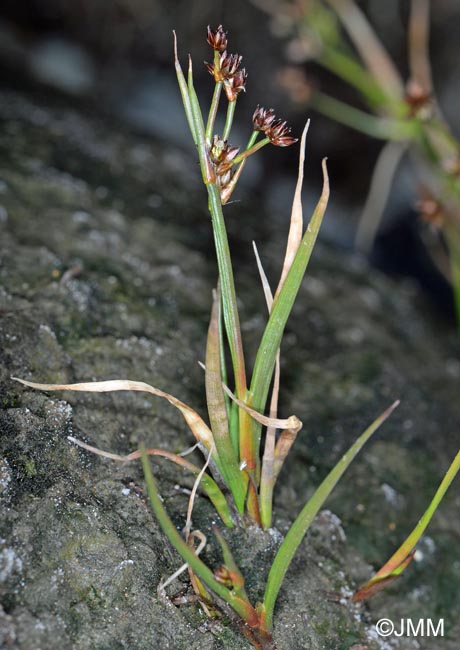 Juncus articulatus