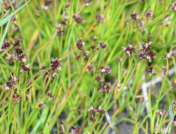 Juncus articulatus