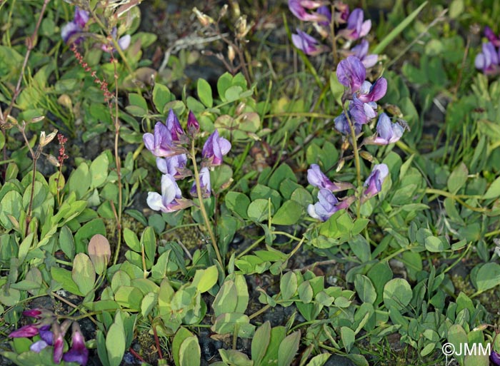 Lathyrus japonicus subsp. maritimus = Lathyrus maritimus