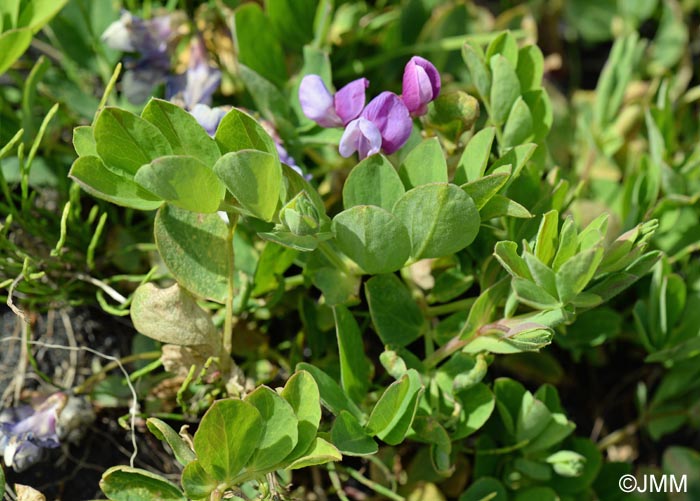 Lathyrus japonicus subsp. maritimus = Lathyrus maritimus