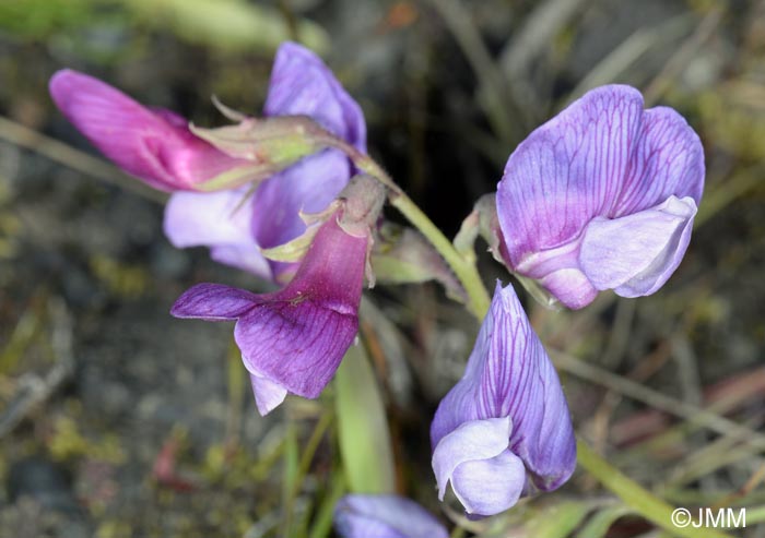 Lathyrus japonicus subsp. maritimus = Lathyrus maritimus