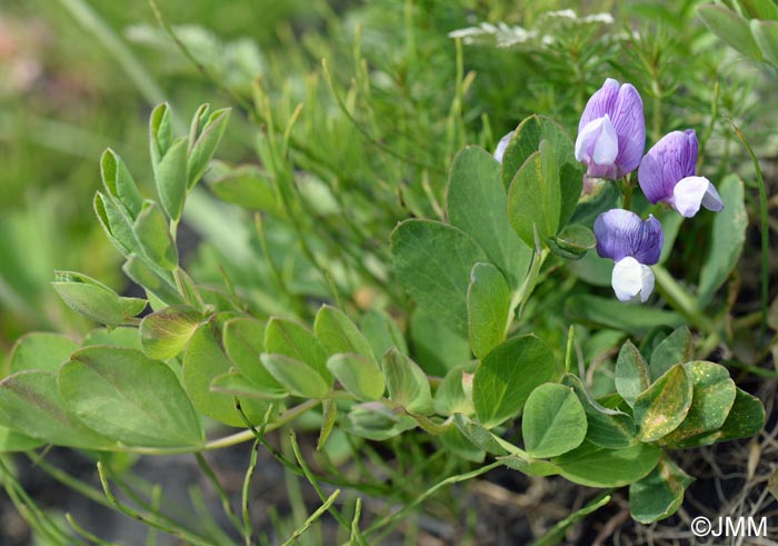 Lathyrus japonicus subsp. maritimus = Lathyrus maritimus