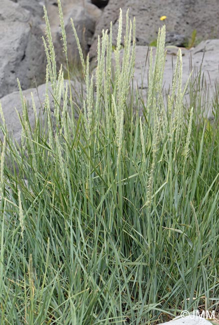 Leymus arenarius = Elymus arenarius