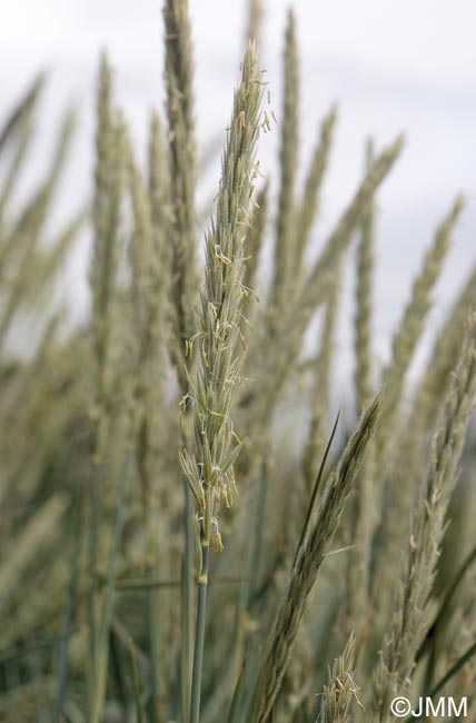 Leymus arenarius = Elymus arenarius