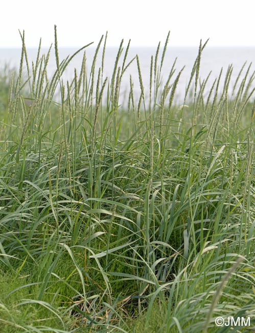 Leymus arenarius = Elymus arenarius