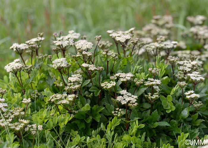 Ligusticum scoticum