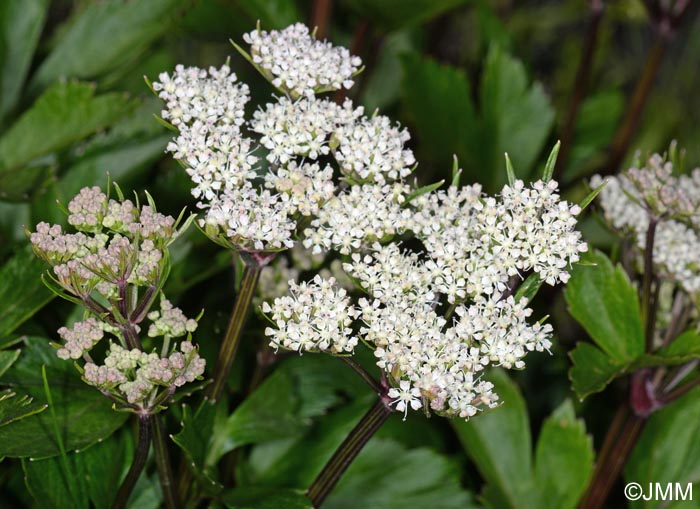 Ligusticum scoticum