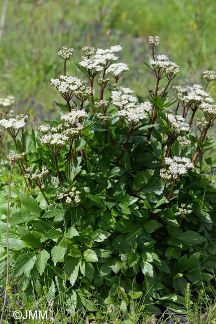 Ligusticum scoticum