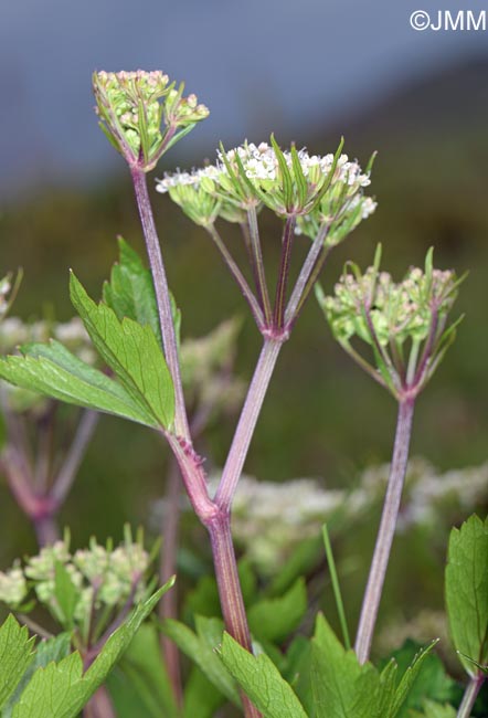 Ligusticum scoticum