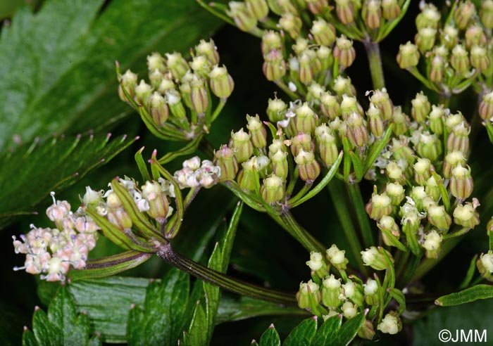 Ligusticum scoticum