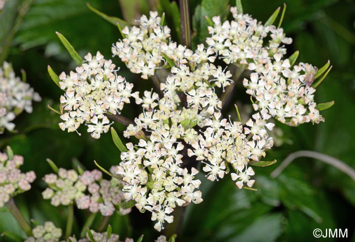 Ligusticum scoticum