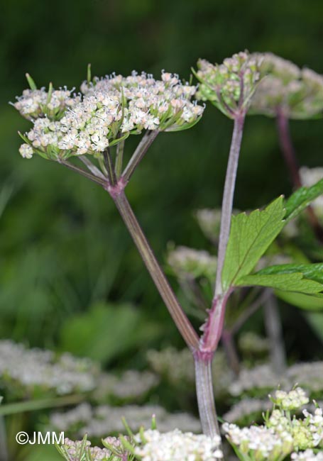 Ligusticum scoticum