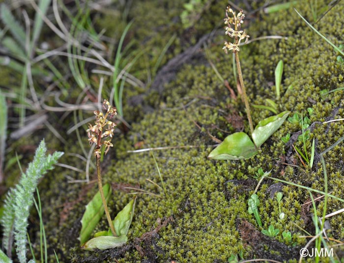 Listera cordata