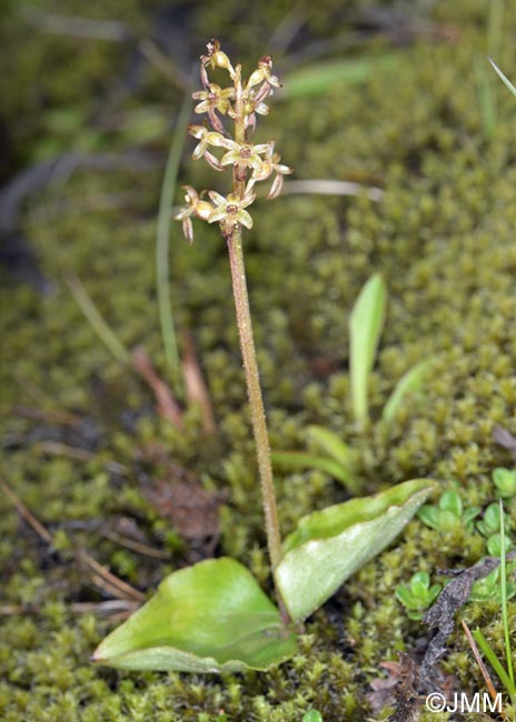 Listera cordata