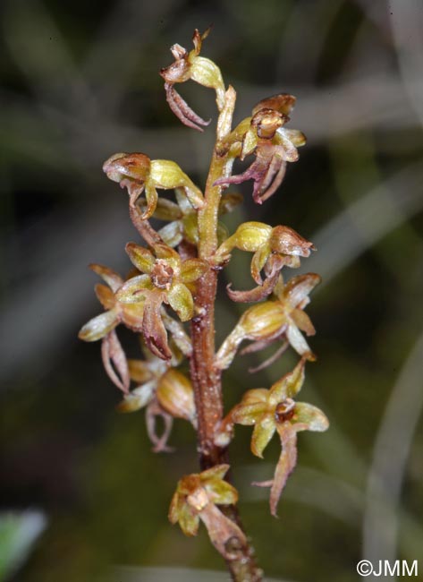 Listera cordata