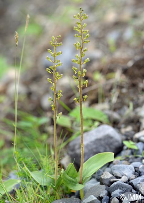 Listera ovata