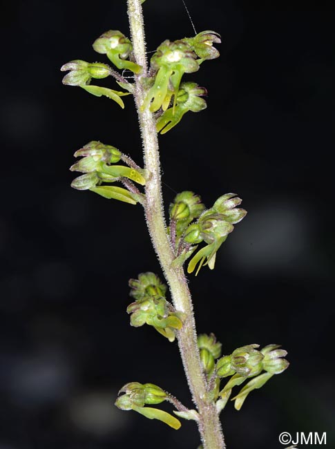 Listera ovata