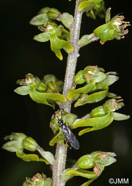 Listera ovata