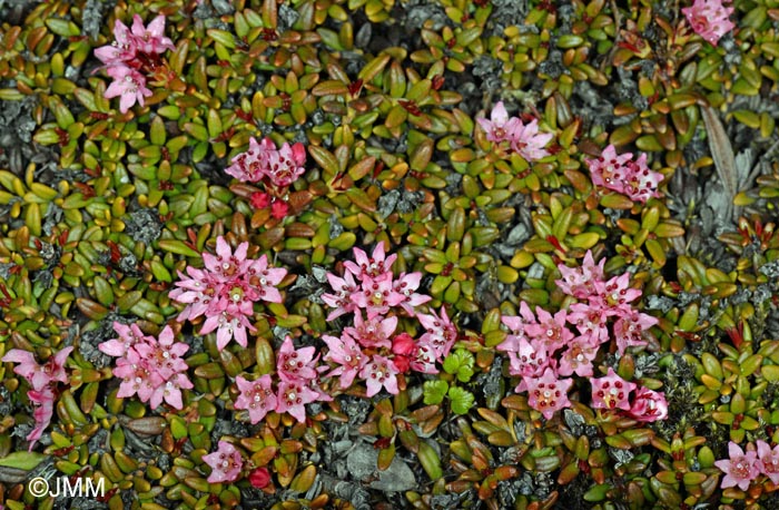 Loiseleuria procumbens