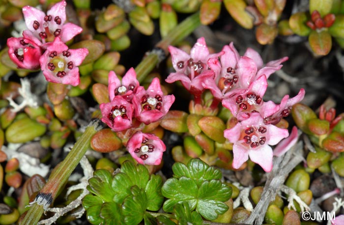 Loiseleuria procumbens