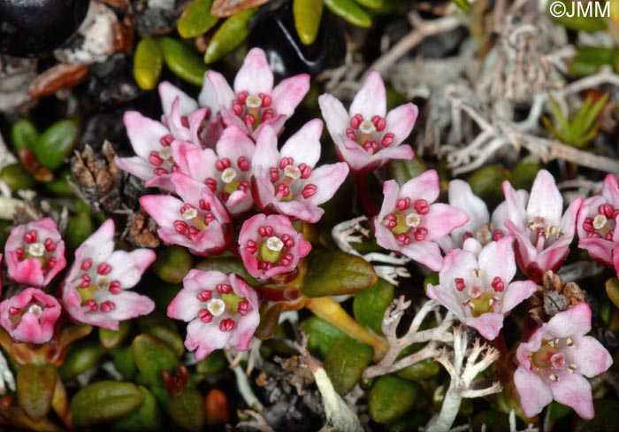 Loiseleuria procumbens