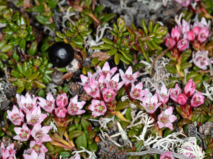 Loiseleuria procumbens et Empetrum nigrum subsp. hermaphroditum