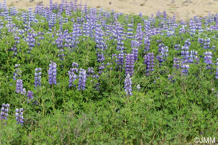 Lupinus nootkatensis