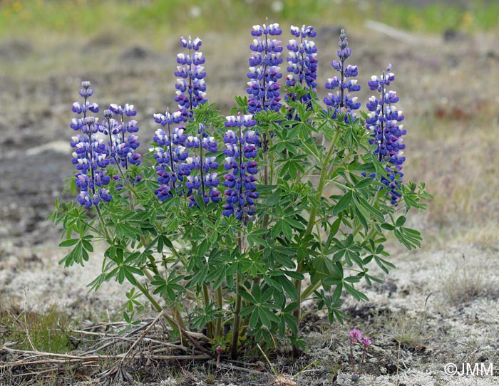 Lupinus nootkatensis