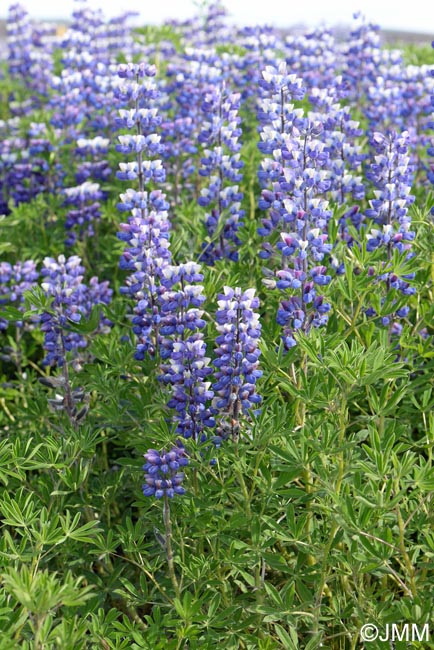 Lupinus nootkatensis