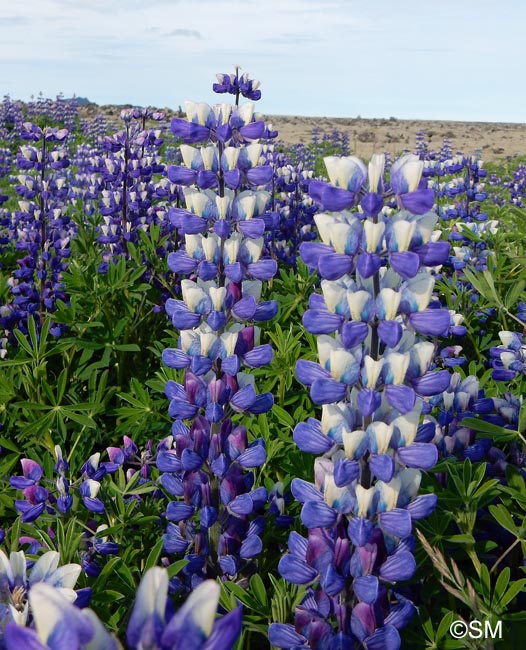 Lupinus nootkatensis