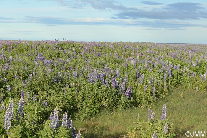 Lupinus nootkatensis