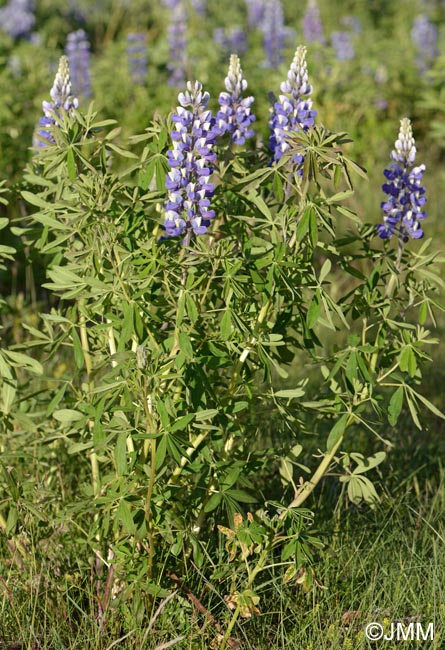 Lupinus nootkatensis